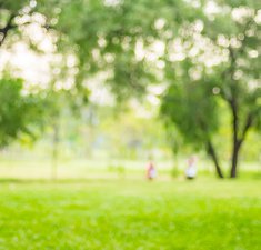 Blurred background of trees and grass